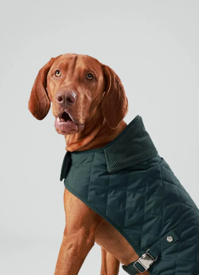Men Hackett X Hugo and Hudson Hackett London Quilted Jacket For Dogs 8211 Medium Dark Green