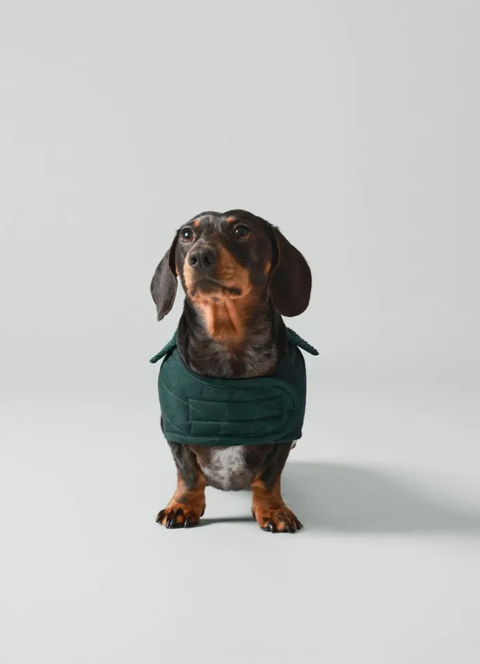 Men Hackett X Hugo and Hudson Hackett London Quilted Jacket For Dogs Small Dark Green